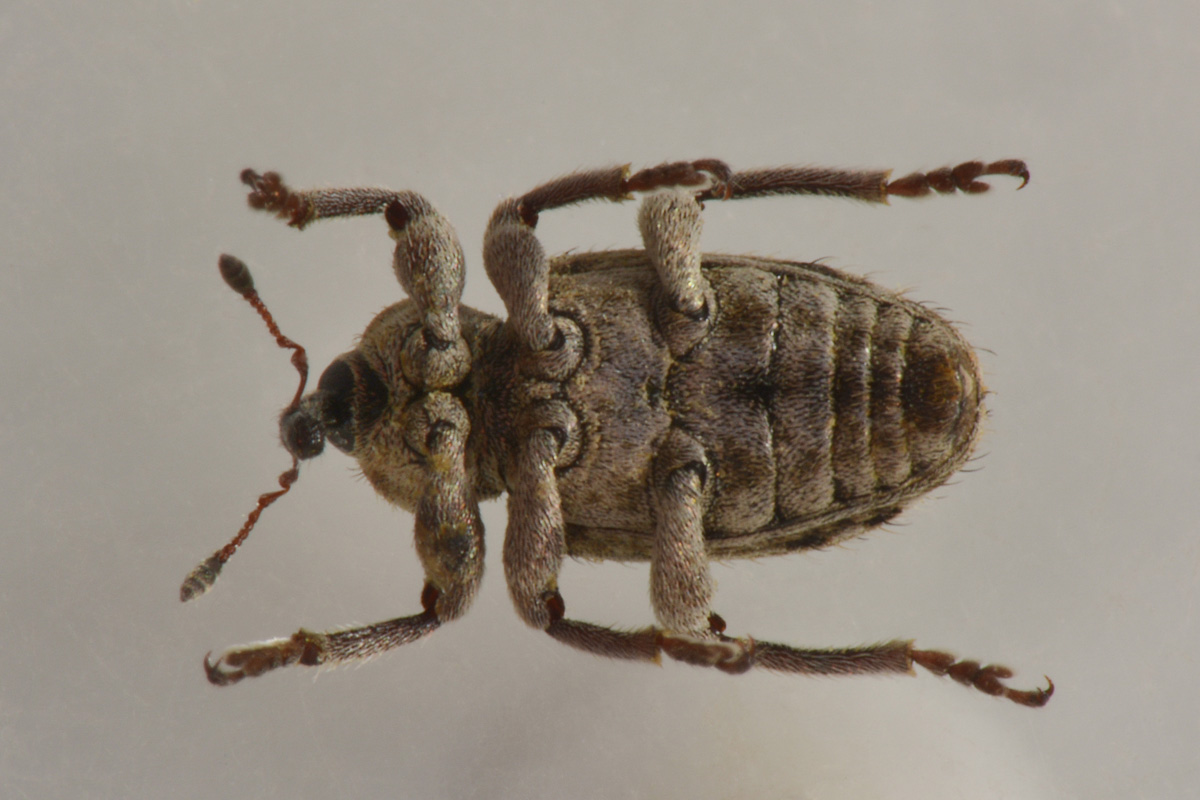 Curculionidae:  Hypera sp?    S, Hypera (Tigrinellus) pastinacae